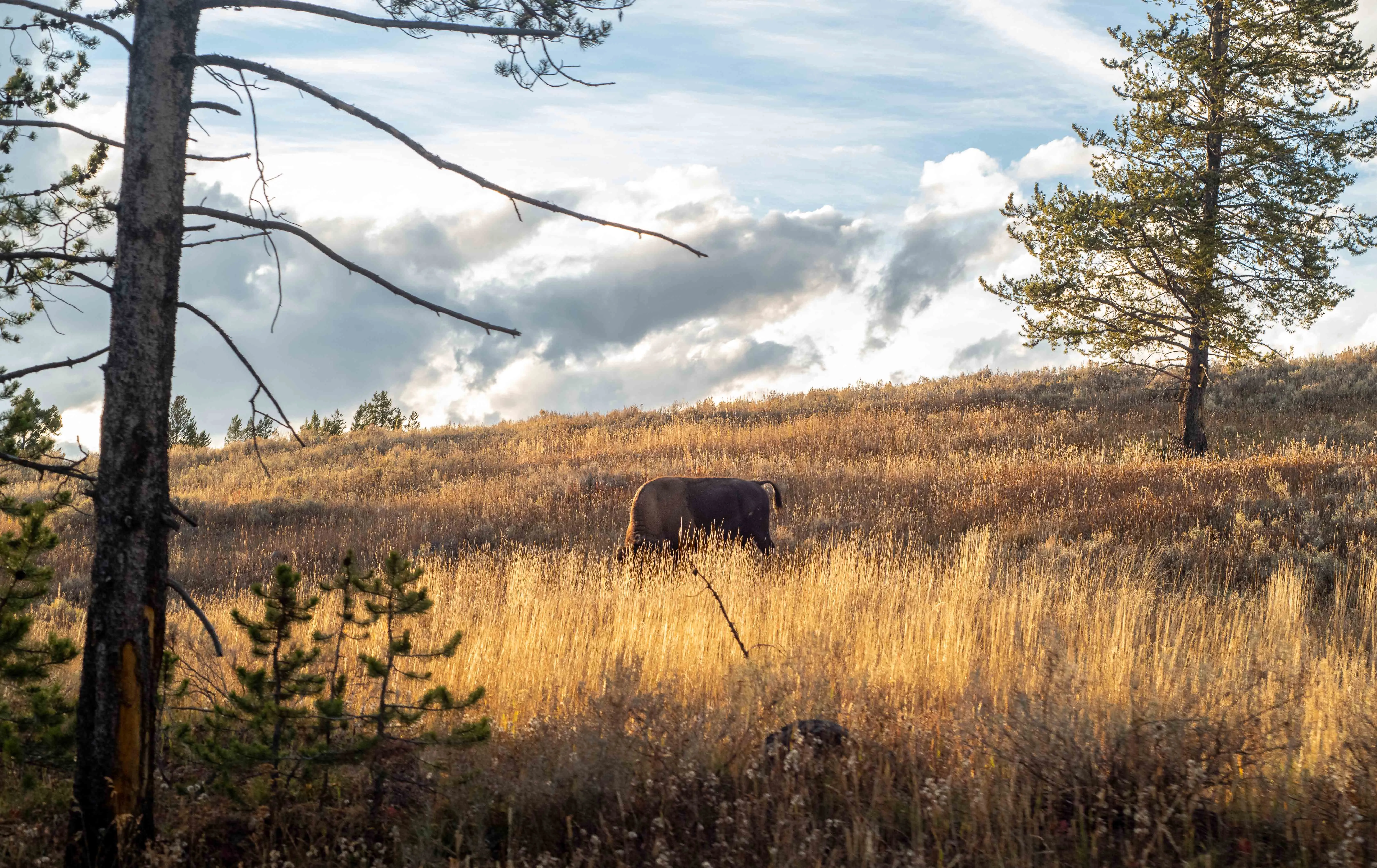 Wildlife landscape photography by Thomas McClure of an American Bison grazing in golden light at Yellowstone National Park