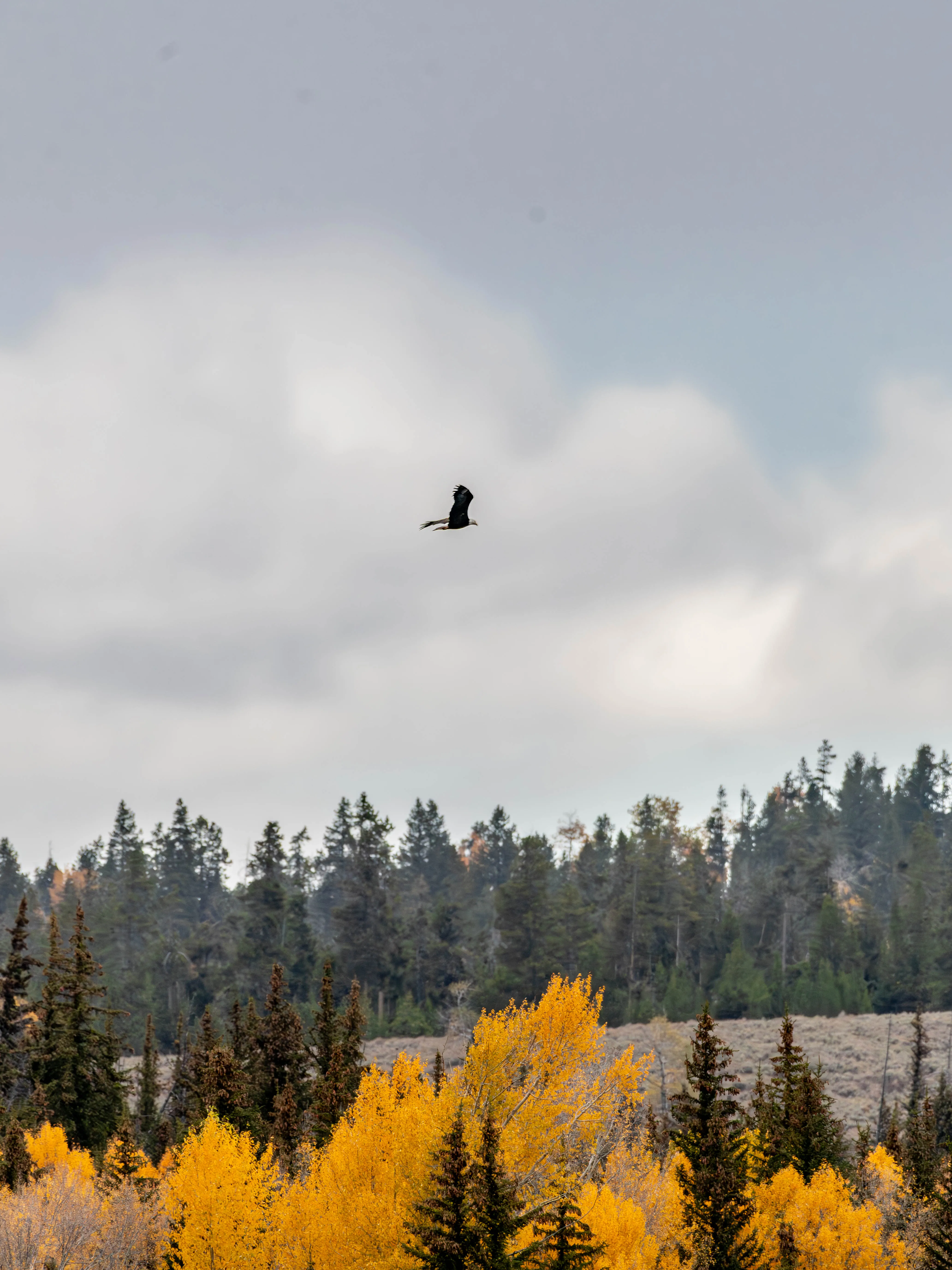Suspended right against the autumn color. Worth carrying the heavy lens for this one.